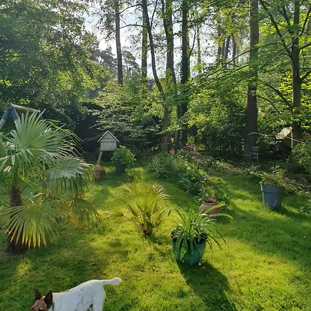 Dans Les Arbres